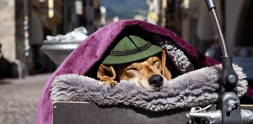 Hund mit Hut in Innsbrucker Altstadt